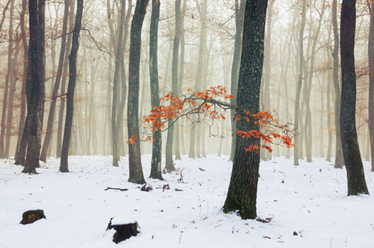 Winter Woods X.